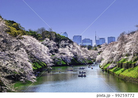 東京都 千鳥ヶ淵 満開の桜 東京都 千鳥ヶ淵 満開の桜 99259772