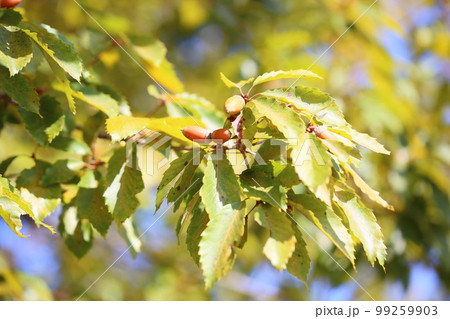 コナラ　ドングリの実 99259903
