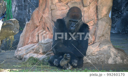 座って考えるシルエット風のゴリラ 99260170