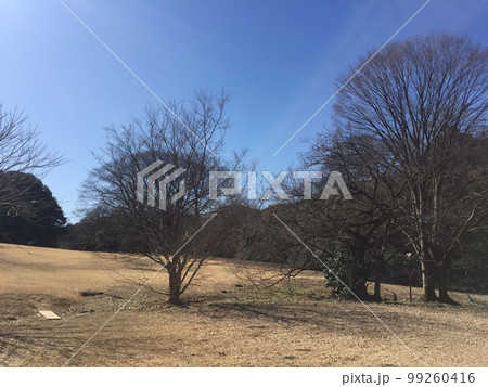 木のある秋冬の静かな公園 写真 木のある秋冬の静かな公園 写真 99260416