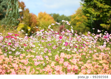 コスモスの花 コスモスの花 99260568