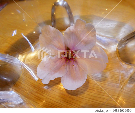 桜の花びら一輪の写真 99260606