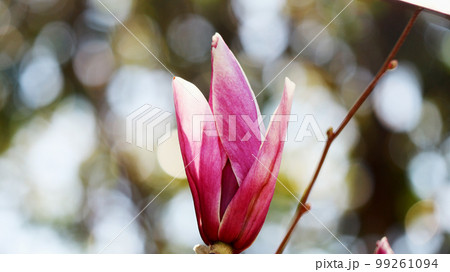 ぼかし背景にモクレンの花 99261094