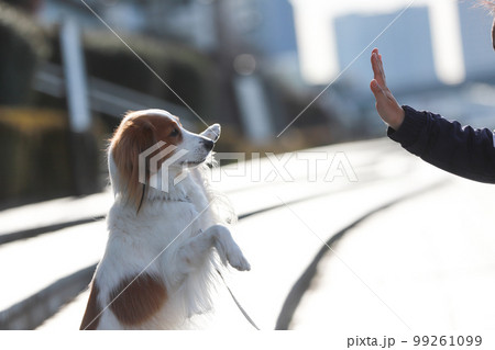 公園でハイタッチをするコーイケルホンディエ 公園でハイタッチをするコーイケルホンディエ 99261099