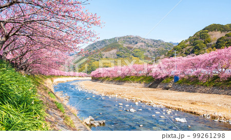 河津桜(河津町) 河津桜(河津町) 99261298