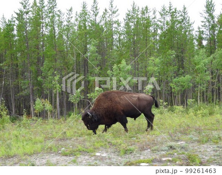 野生のバッファロー 99261463