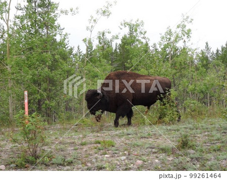 野生のバッファロー 99261464
