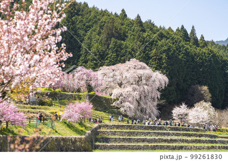 大宇陀の又兵衛桜 99261830