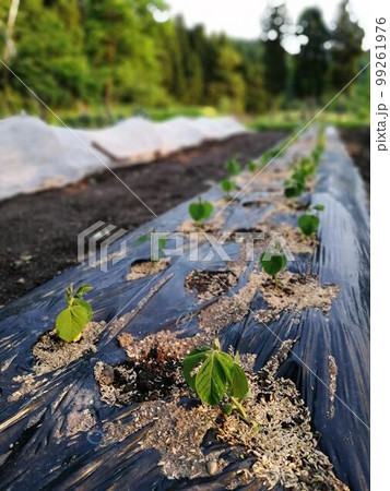 畑の野菜の新芽 99261976
