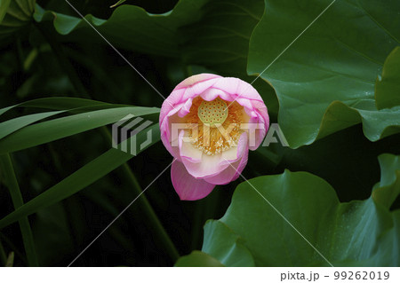 蓮 農業 野菜 99262019