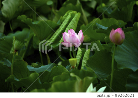 蓮 農業 野菜 99262021