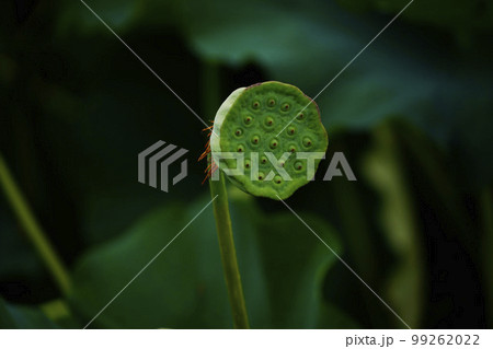 蓮 農業 野菜 99262022