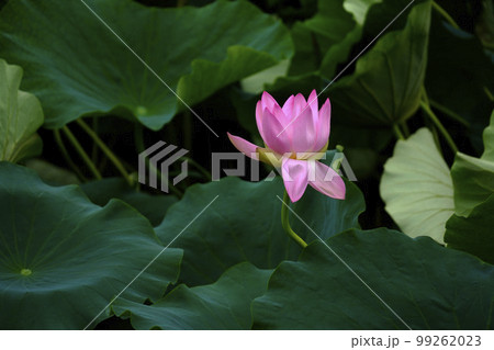 蓮 農業 野菜 99262023