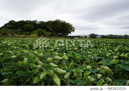 蓮 農業 野菜 99262024