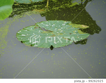 蓮 農業 野菜 99262025