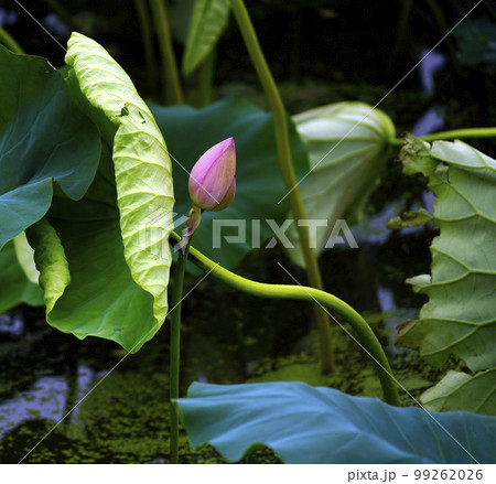 蓮 農業 野菜 99262026