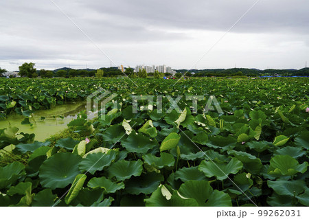 蓮 農業 野菜 99262031