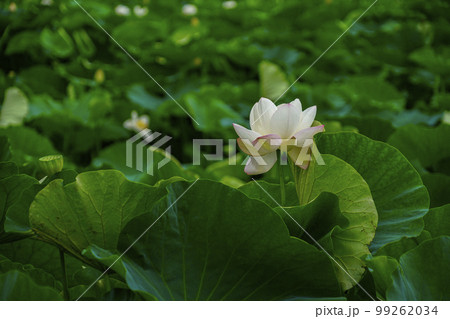 蓮 農業 野菜 99262034