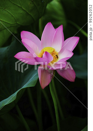 蓮 農業 野菜 99262052