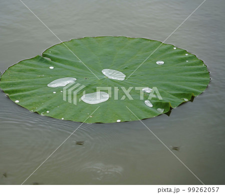 蓮 農業 野菜 99262057