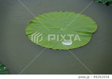 蓮 農業 野菜 99262058