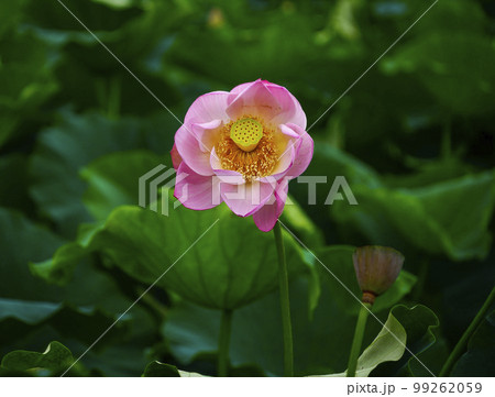 蓮 農業 野菜 99262059