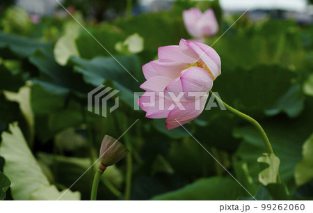 蓮 農業 野菜 99262060