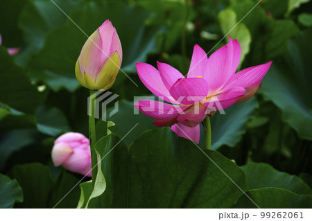 蓮 農業 野菜 99262061