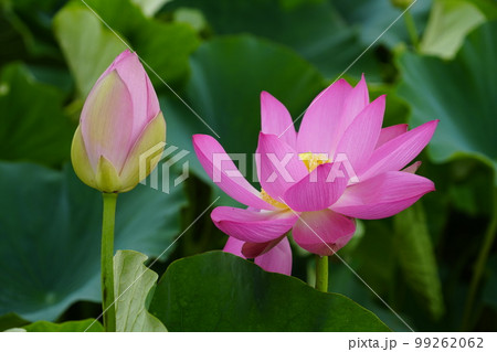 蓮 農業 野菜 99262062