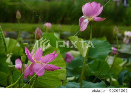 蓮 農業 野菜 99262065