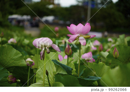 蓮 農業 野菜 99262066