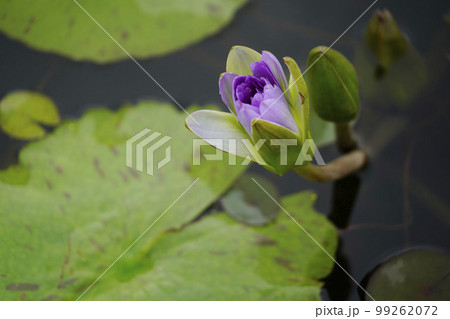 蓮 農業 野菜 99262072