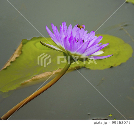 蓮 農業 野菜 99262075