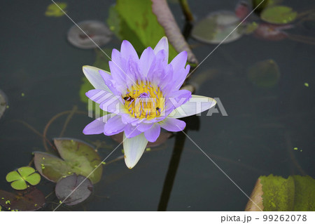 蓮 農業 野菜 99262078