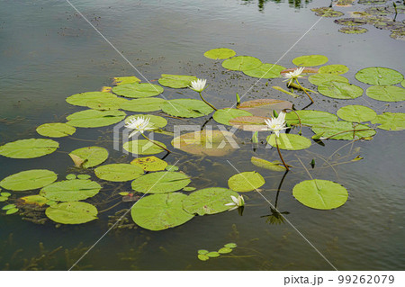 蓮 農業 野菜 99262079