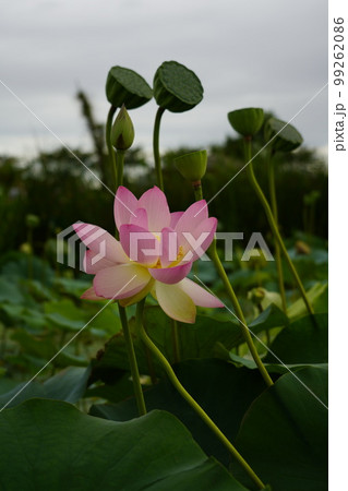 蓮 農業 野菜 99262086