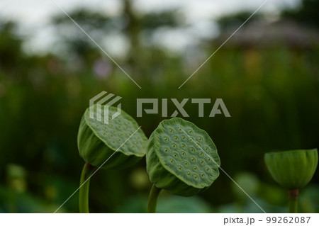 蓮 農業 野菜 99262087