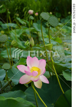 蓮 農業 野菜 99262089