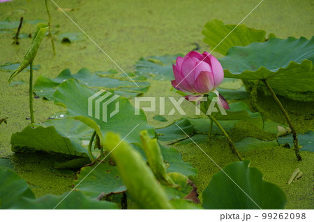 蓮 農業 野菜 99262098
