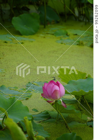 蓮 農業 野菜 99262099