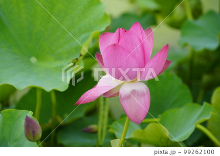 蓮 農業 野菜 99262100