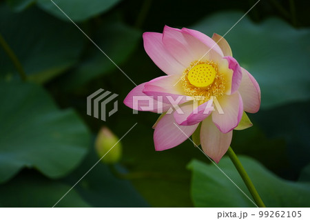 蓮 農業 野菜 99262105