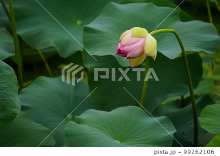 蓮 農業 野菜 99262106