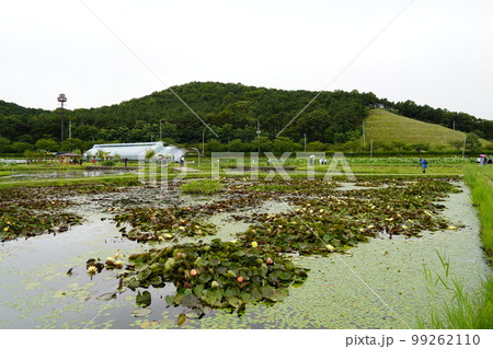 蓮 農業 野菜 99262110