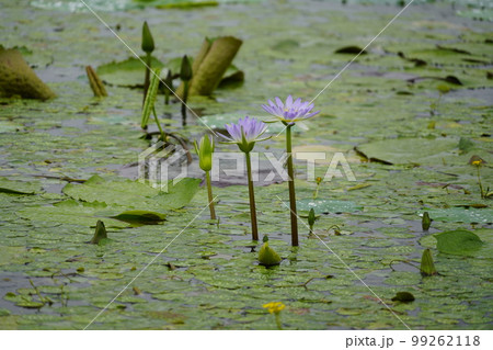 蓮 農業 野菜 99262118