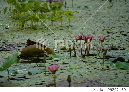 蓮 農業 野菜 99262120