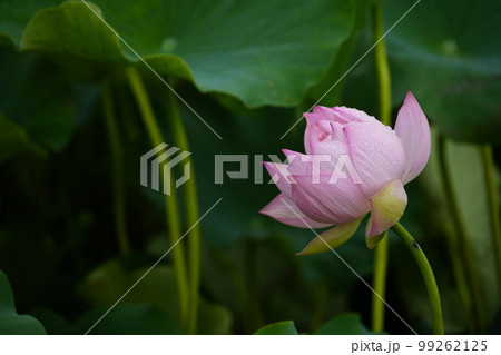 蓮 農業 野菜 99262125