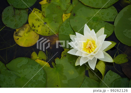 蓮 農業 野菜 99262126