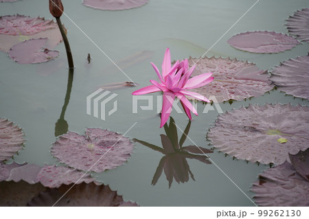 蓮 農業 野菜 99262130