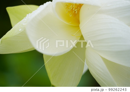 蓮 農業 野菜 99262243